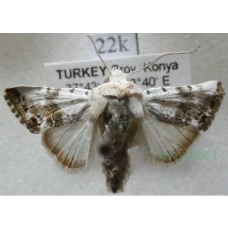 Calophasia opalina (Esper, 1793) Turkey22k